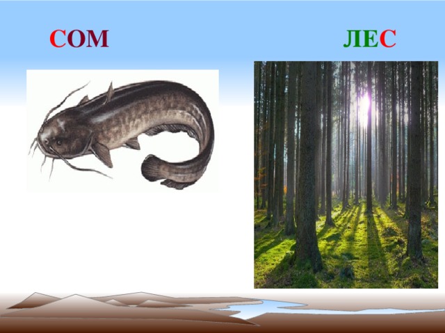 С ОМ  ЛЕ С 