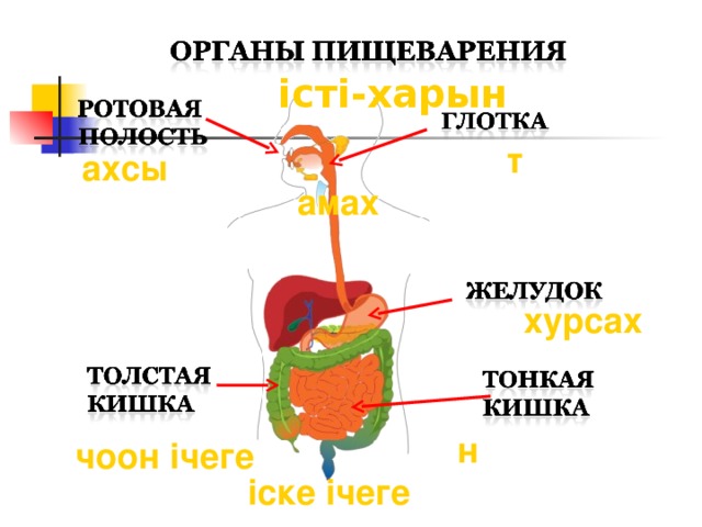 i ст i -харын тамах  ахсы хурсах  н i ске  i чеге  чоон  i чеге  