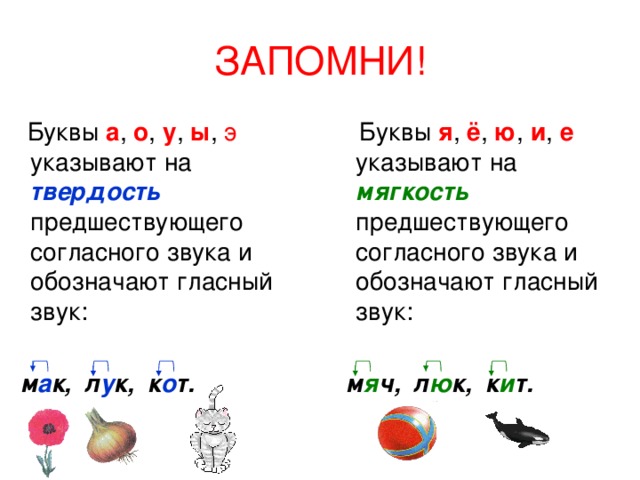 ЗАПОМНИ!  Буквы а , о , у , ы , э указывают на твердость предшествующего согласного звука и обозначают гласный звук:  м а к, л у к, к о т.  Буквы я , ё , ю , и , е указывают на мягкость предшествующего согласного звука и обозначают гласный звук:  м я ч, л ю к, к и т. 