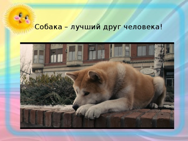 Собака – лучший друг человека! 
