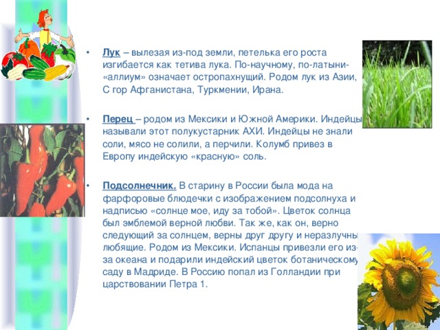 Лук – вылезая из-под земли, петелька его роста изгибается как тетива лука. По-научному, по-латыни- «аллиум» означает остропахнущий. Родом лук из Азии, С гор Афганистана, Туркмении, Ирана. Перец – родом из Мексики и Южной Америки. Индейцы называли этот полукустарник АХИ. Индейцы не знали соли, мясо не солили, а перчили. Колумб привез в Европу индейскую «красную» соль.  Подсолнечник. В старину в России была мода на фарфоровые блюдечки с изображением подсолнуха и надписью «солнце мое, иду за тобой». Цветок солнца был эмблемой верной любви. Так же, как он, верно следующий за солнцем, верны друг другу и неразлучны любящие. Родом из Мексики. Испанцы привезли его из-за океана и подарили индейский цветок ботаническому саду в Мадриде. В Россию попал из Голландии при царствовании Петра 1.   