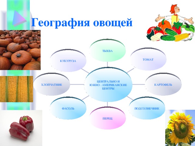 География овощей ТЫКВА ТОМАТ КУКУРУЗА ЦЕНТРАЛЬНО И  ЮЖНО - АМЕРИКАНСКИЕ ЦЕНТРЫ КАРТОФЕЛЬ ХЛОПЧАТНИК ПОДСОЛНЕЧНИК ФАСОЛЬ ПЕРЕЦ 