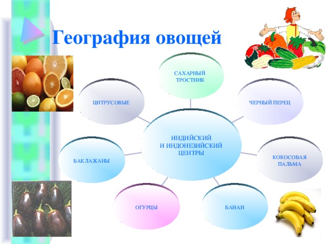 География овощей САХАРНЫЙ  ТРОСТНИК ЧЕРНЫЙ ПЕРЕЦ ЦИТРУСОВЫЕ ИНДИЙСКИЙ  И ИНДОНЕЗИЙСКИЙ  ЦЕНТРЫ КОКОСОВАЯ  ПАЛЬМА БАКЛАЖАНЫ БАНАН ОГУРЦЫ 