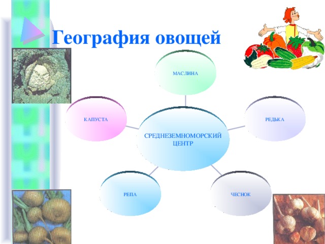 География овощей МАСЛИНА РЕДЬКА КАПУСТА СРЕДНЕЗЕМНОМОРСКИЙ  ЦЕНТР ЧЕСНОК РЕПА 