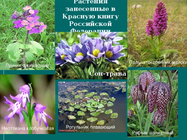 Растения занесенные в Красную книгу Российской Федерации Пальчатокоренник майский Лунник оживающий Сон-трава Рогульник плавающий Неоттиана клобучковая Рябчик шахматный 