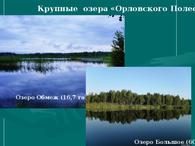  Крупные озера «Орловского Полесья»  Озеро Обмеж (16,7 га) Озеро Большое (60 га) 