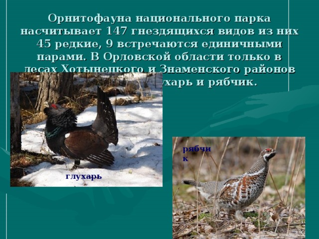 Орнитофауна национального парка насчитывает 147 гнездящихся видов из них 45 редкие, 9 встречаются единичными парами. В Орловской области только в лесах Хотынецкого и Знаменского районов сохранились глухарь и рябчик.   рябчик глухарь 