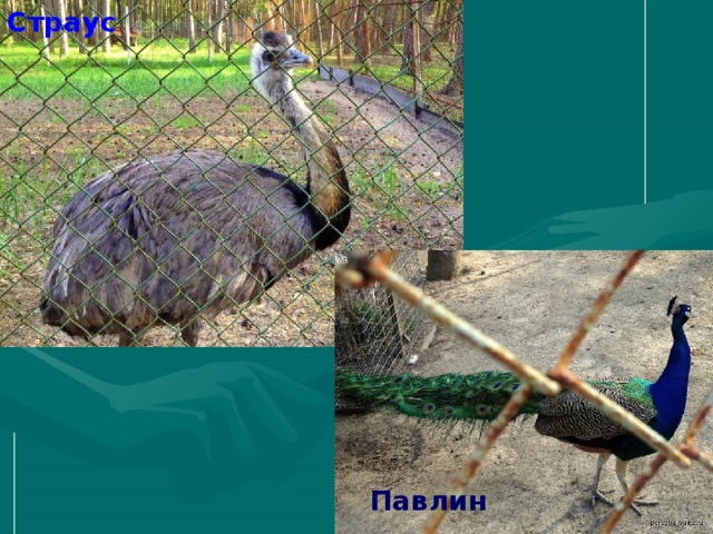 Страус Павлин 