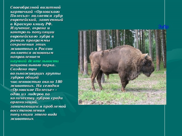 Своеобразной визитной карточкой «Орловского Полесья» является зубр европейский, занесенный в Красную книгу РФ. Изучение, охрана и контроль популяции европейского зубра в рамках программы сохранения этих животных в России является основным направлением научной деятельности национального парка. Создано три вольноживущих группы зубров общей численностью около 180 животных. На сегодня «Орловское Полесье» - один из лидеров по количеству зубров среди организаций, занимающихся проблемой восстановления популяции этого вида животных Зубр 