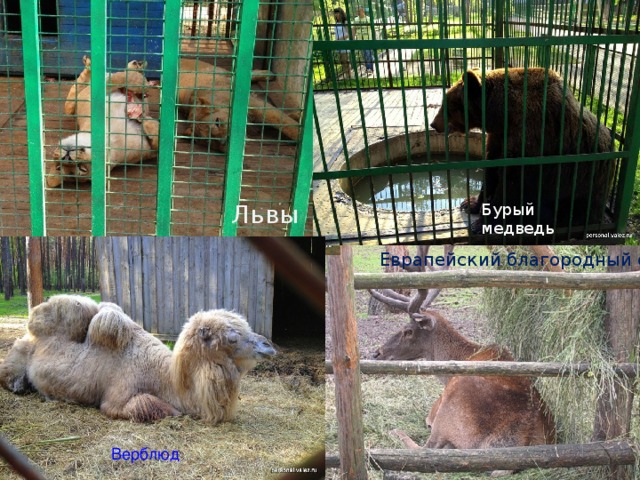 Львы Бурый медведь Еврапейский благородный олень Верблюд 
