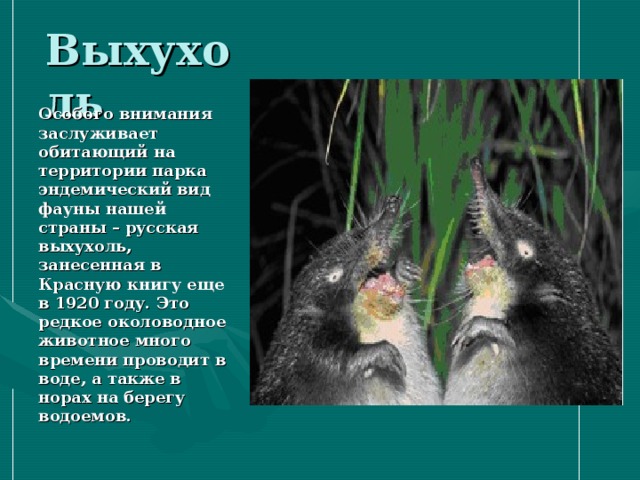Выхухоль Особого внимания заслуживает обитающий на территории парка эндемический вид фауны нашей страны – русская выхухоль, занесенная в Красную книгу еще в 1920 году. Это редкое околоводное животное много времени проводит в воде, а также в норах на берегу водоемов. 