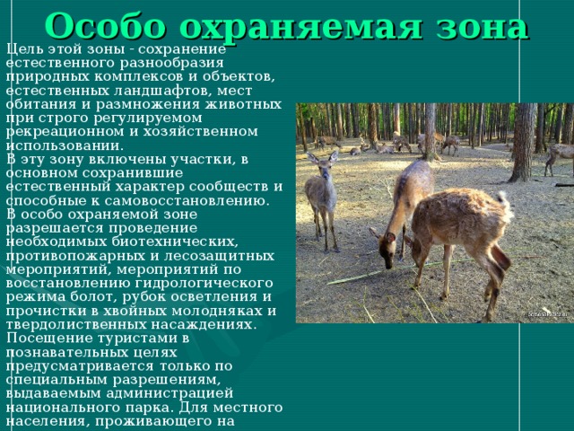 Особо охраняемая зона Цель этой зоны - сохранение естественного разнообразия природных комплексов и объектов, естественных ландшафтов, мест обитания и размножения животных при строго регулируемом рекреационном и хозяйственном использовании. В эту зону включены участки, в основном сохранившие естественный характер сообществ и способные к самовосстановлению. В особо охраняемой зоне разрешается проведение необходимых биотехнических, противопожарных и лесозащитных мероприятий, мероприятий по восстановлению гидрологического режима болот, рубок осветления и прочистки в хвойных молодняках и твердолиственных насаждениях. Посещение туристами в познавательных целях предусматривается только по специальным разрешениям, выдаваемым администрацией национального парка. Для местного населения, проживающего на территории национального парка и его охранной зоны, разрешается сбор грибов, ягод и орехов в порядке, определяемом администрацией национального парка с учетом рекомендаций научно-технического совета. 