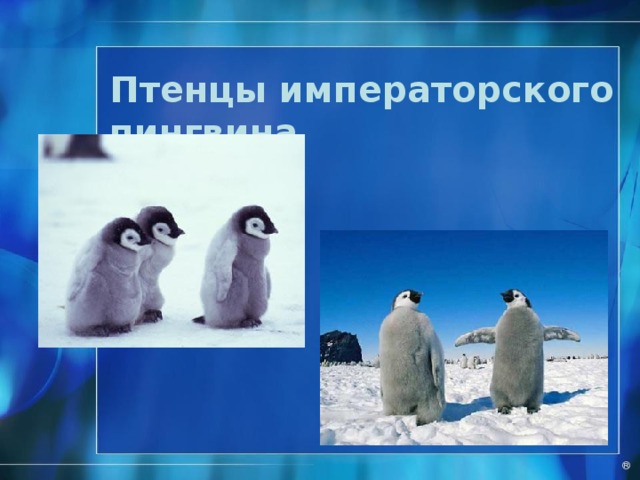Императорский пингвин http://www.moy-rebenok.ru/forum/viewtopic.php?f=22&t=5387&st=0&sk=t&sd=a&start=240 . ®  