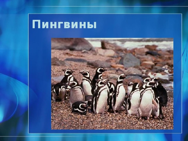 Пингвин Адели Пингвины обладают рядом приспособлений, помогающих им выжить в Антарктиде. Их тело покрыто мелкими, плотно прилегающими друг к другу перьями, они придают непродуваемость и обтекаемость. Слой жира до 3 см. ныряют на 2-3 минуты. Максимум на 18 минут. Опускаются до глубины 10-20 м, максимум 265 м. Питаются рыбой кальмарами, рачками, крабами. На них охотятся морские леопарды, касатки. http://www.imagegossips.com/2011/09/adelie-penguin-facts-and-information/ . ®  
