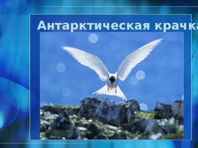Хохлатый пингвин http://foto.mail.ru/mail/natusya-kolyu4ka/_favorites/461.html#461 . ®  