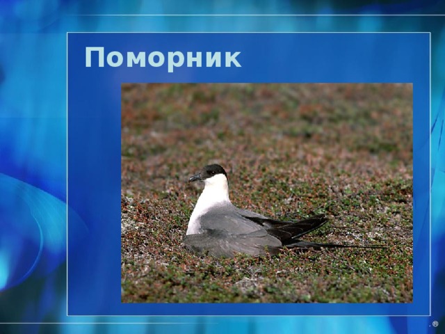 Антарктическая крачка  