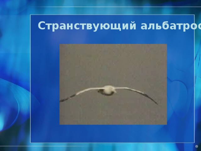 Поморник . ® 