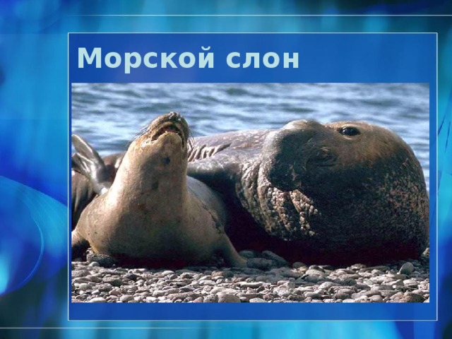 Странствующий альбатрос ® 