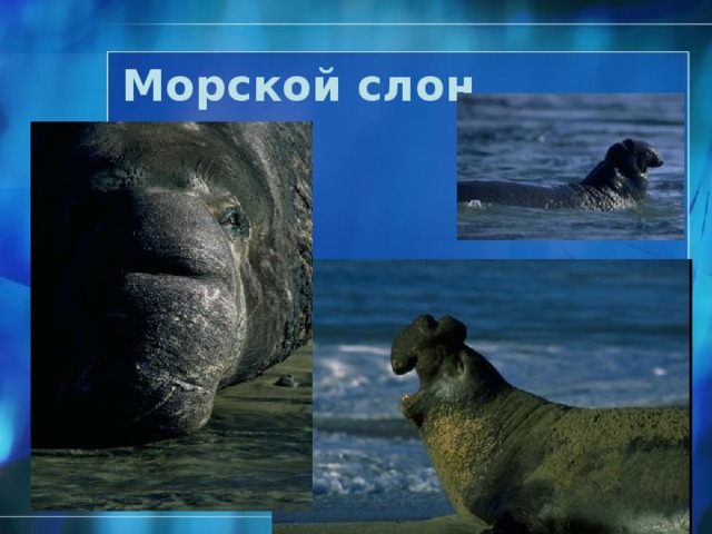 Морской слон  