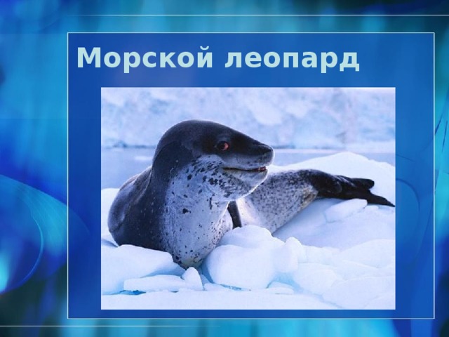 Морской слон http://postomania.ru/post160241594/  