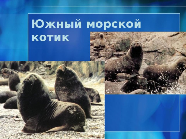 Морской леопард  