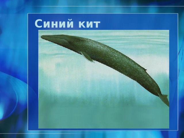 Южный морской котик  