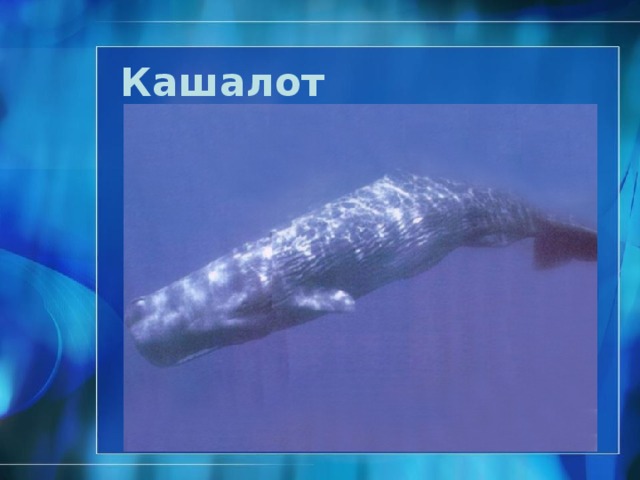 Синий кит  