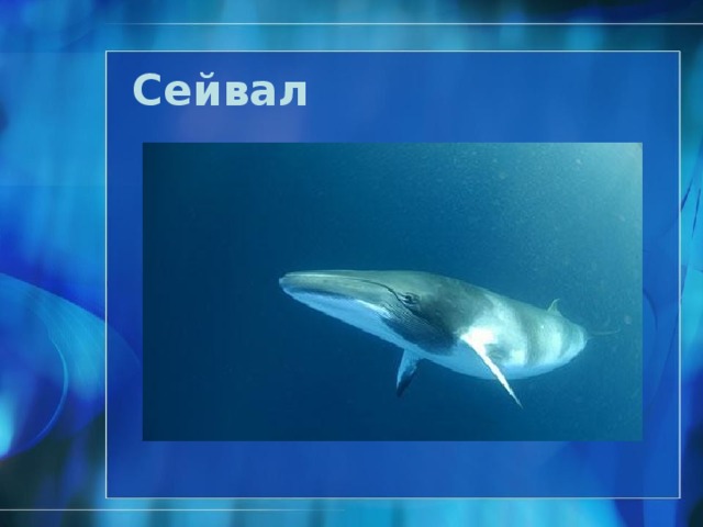 Кашалот  