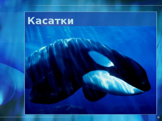Сейвал http://mamls.ru/bezzubkit/508-seival.html   