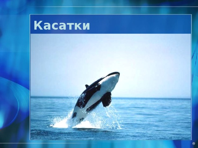Касатки . ® 