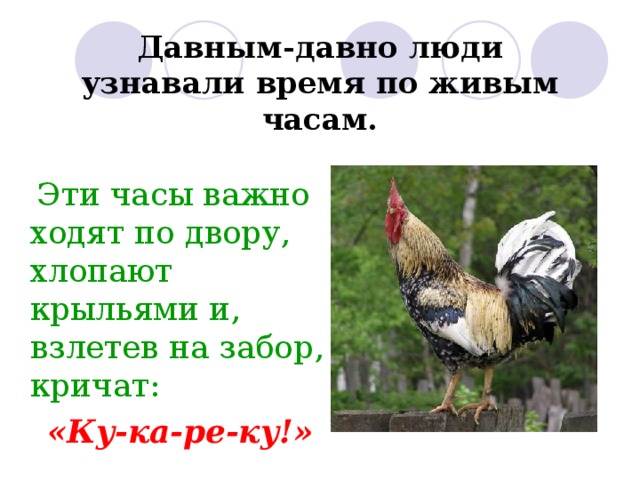 Давным-давно люди узнавали время по живым часам.  Эти часы важно ходят по двору, хлопают крыльями и, взлетев на забор, кричат:  «Ку-ка-ре-ку!» 