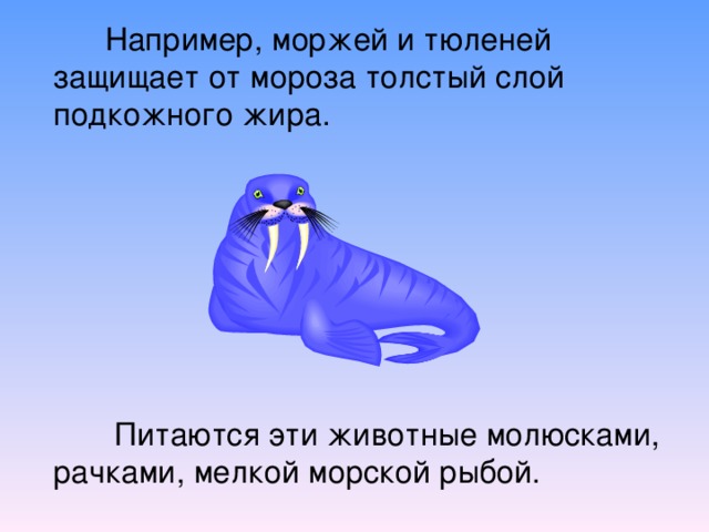  Например, моржей и тюленей защищает от мороза толстый слой подкожного жира.  Питаются эти животные молюсками, рачками, мелкой морской рыбой. 