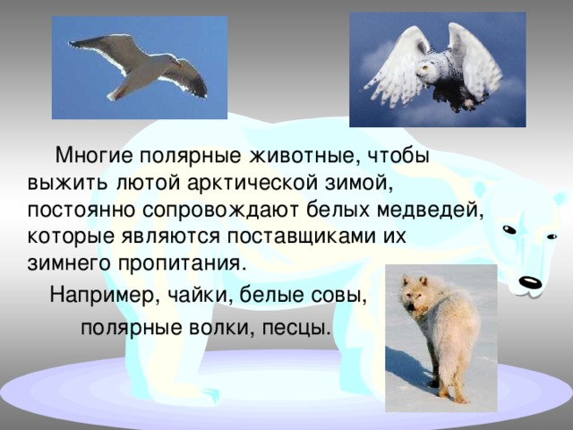  Многие полярные животные, чтобы выжить лютой арктической зимой, постоянно сопровождают белых медведей, которые являются поставщиками их зимнего пропитания.  Например, чайки, белые совы,  полярные волки, песцы. 