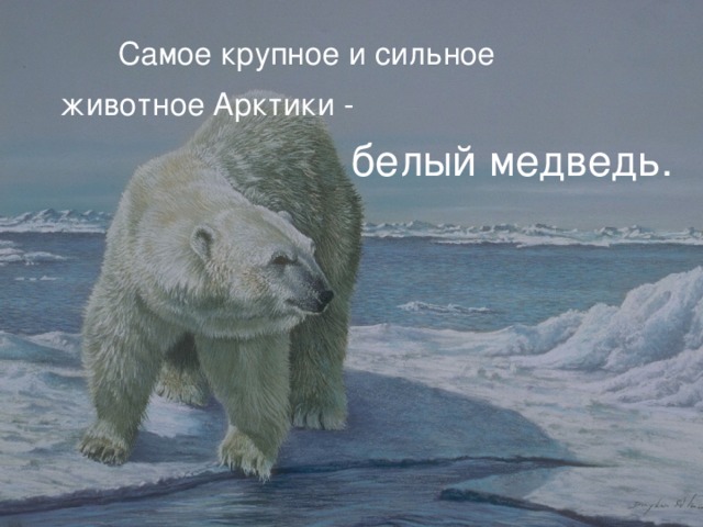  Самое крупное и сильное животное Арктики -   белый медведь. 