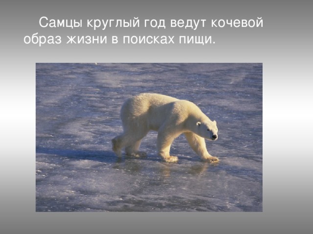  Самцы круглый год ведут кочевой образ жизни в поисках пищи. 