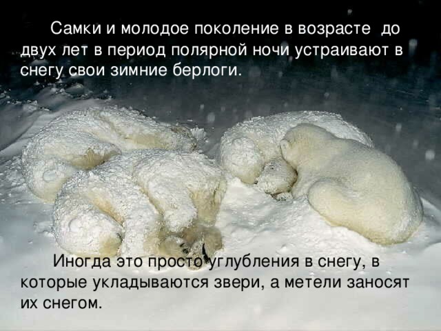  Самки и молодое поколение в возрасте до двух лет в период полярной ночи устраивают в снегу свои зимние берлоги.  Иногда это просто углубления в снегу, в которые укладываются звери, а метели заносят их снегом. 