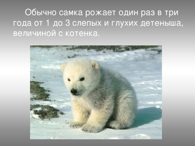  Обычно самка рожает один раз в три года от 1 до 3 слепых и глухих детеныша, величиной с котенка. 