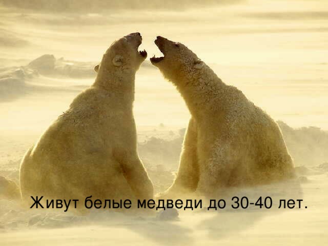  Живут белые медведи до 30-40 лет. 