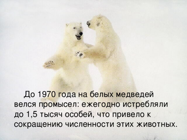  До 1970 года на белых медведей велся промысел: ежегодно истребляли до 1,5 тысяч особей, что привело к сокращению численности этих животных. 