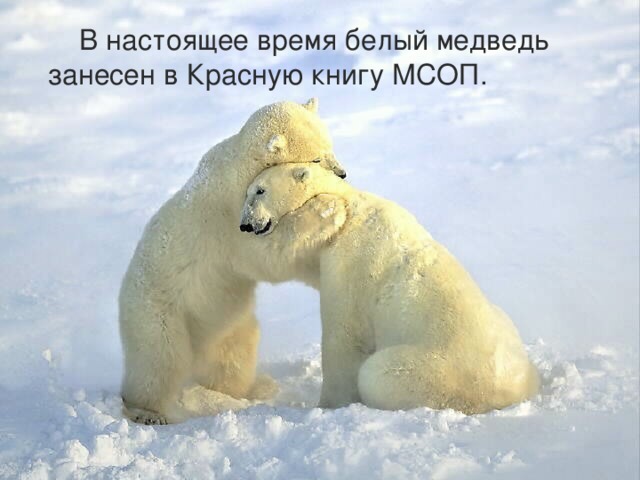  В настоящее время белый медведь занесен в Красную книгу МСОП. 