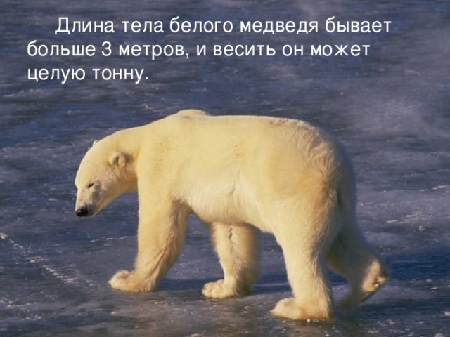  Длина тела белого медведя бывает больше 3 метров, и весить он может целую тонну. 