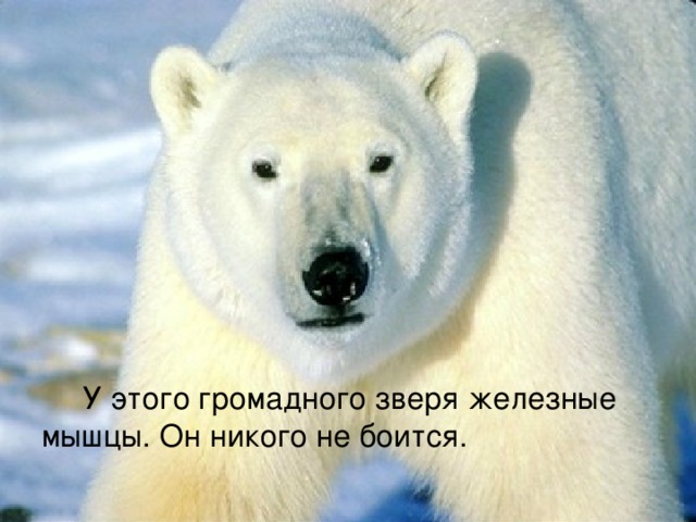  У этого громадного зверя железные мышцы. Он никого не боится. 
