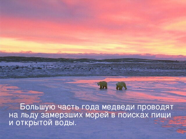  Большую часть года медведи проводят на льду замерзших морей в поисках пищи и открытой воды. 