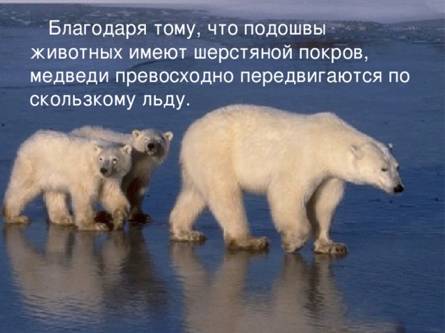  Благодаря тому, что подошвы животных имеют шерстяной покров, медведи превосходно передвигаются по скользкому льду. 