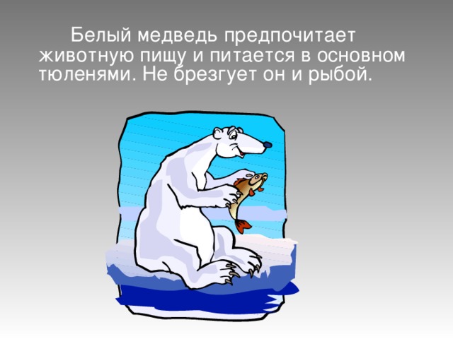  Белый медведь предпочитает животную пищу и питается в основном тюленями. Не брезгует он и рыбой. 