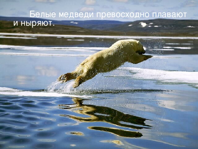  Белые медведи превосходно плавают и ныряют.  