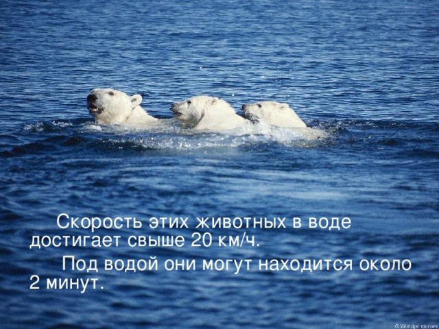  Скорость этих животных в воде достигает свыше 20 км / ч.  Под водой они могут находится около 2 минут. 
