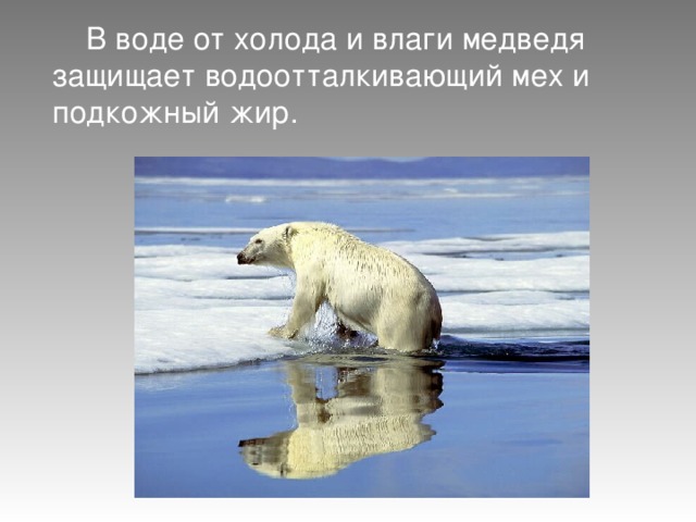 В воде от холода и влаги медведя защищает водоотталкивающий мех и подкожный жир. 