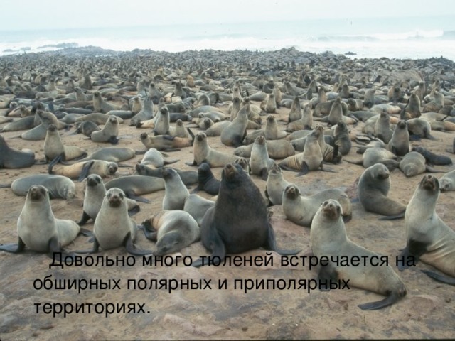  Довольно много тюленей встречается на обширных полярных и приполярных территориях. 