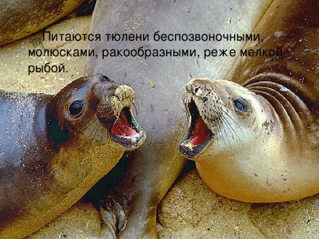 Питаются тюлени беспозвоночными, молюсками, ракообразными, реже мелкой рыбой . 